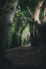 Kings Wood near pentewan st austell cornwall uk 