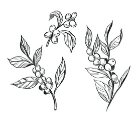 Coffee plant. Branch with coffee beans. Hand drawn sketch illustration. Vector