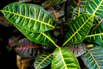 Tropical exotic plant close up top view. Colorful beautiful croton petra leaves in garden. - Powered by Adobe