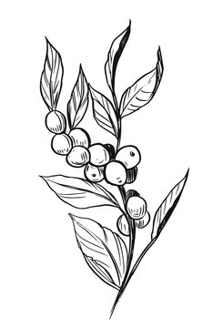 recommend clip art: Coffee plant. Branch with coffee beans. Hand drawn sketch illustration. Vector