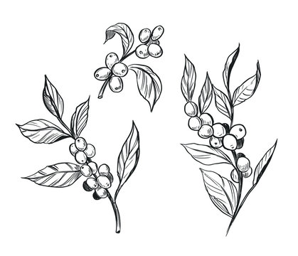 Coffee Plant Drawing Images – Browse 99,887 Stock Photos, Vectors, and | Stock