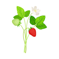 Garden Strawberry with Mature Red Fruit Hanging on Stem Vector Illustration