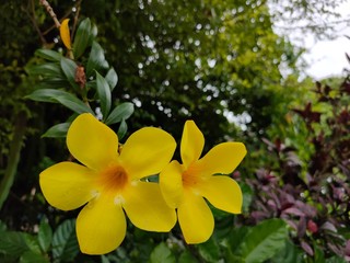 yellow flowers