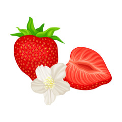 Mature Red Strawberry Whole and Half with Leaves Vector Illustration