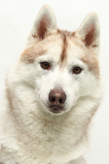 Raza de perro Siberian Husky mirando a cámara en estudio