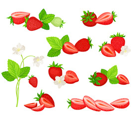 Garden Strawberry with Mature Red Fruit Vector Set