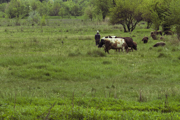 Asian  shepherd taking his cows to graze