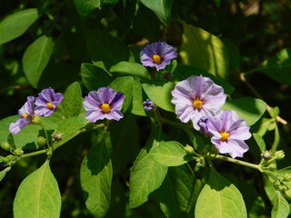 Blue potato bush, purple flowers