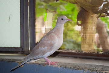 Brown wildlife pigeon close up. domestic animal pet columba in house, beak avian bird wallpaper background