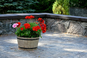 Close up on a flower pot made out of planks and boards with some red and pink flowers growing there seen next to a concrete fence and a well maintained garden spotted on a Polish countryside
