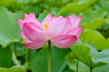 東京 上野 不忍池の美しい蓮の花　コピースペースあり（日本東京都） Beautiful lotus flowers at Shinobazu Pond in Ueno, Tokyo, with copy space (Tokyo, Japan)