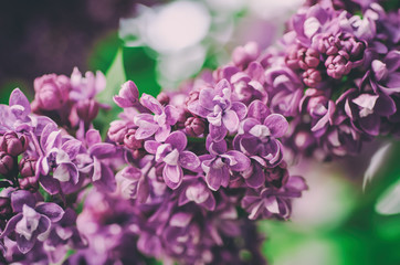 Spring lilac flowers