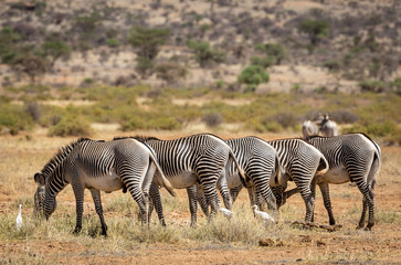 Obraz premium Five Grevy Zebra with unique stripes standing in line grazing showing bottoms in Samburu Reserve in Kenya