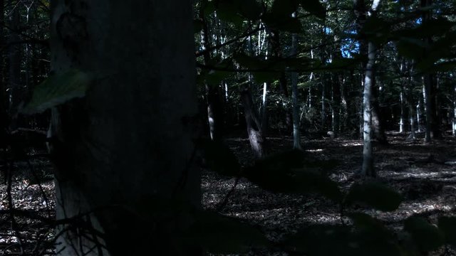 Very moody scene in the woods for any kind of creepy or crazy thoughts type of cinematography