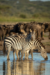Fototapeta na wymiar Vertical portrait of zebra herd standing in the shallows of a river in Ndutu Ngorongoro Tanzania