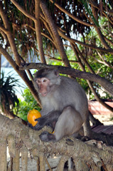 A monkey with a tight hold on a yellow pepper