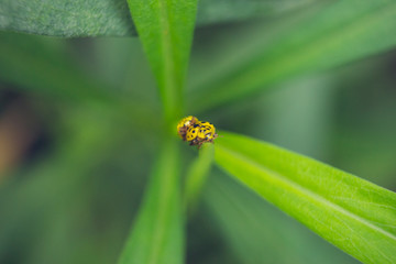 Two yellow lady beetle on a leaf
