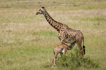 Naklejka na ściany i meble Female mother giraffe feeding baby giraffe in Masai Mara Kenya