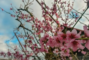 peach flowers in the orchard on sunny day
