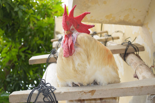 old big red head rooster on wood, white coock pet domestic animal, chicken male portrait farm livestock baluchistan wallpaper background