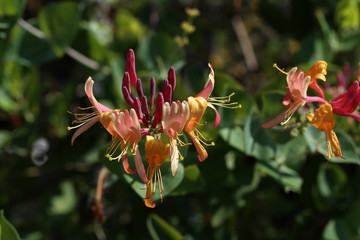 Flowers of perennial clematis vines in the garden