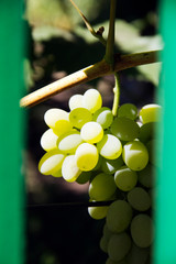 Young grapes ripen in the sun.