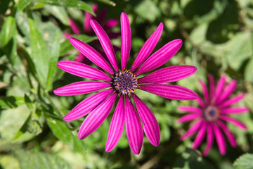 Obraz premium Flowers in the nature. Flores en la naturaleza.