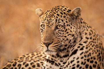 Close up horizontal portrait of male leopard with orange background in Kruger Park South Africa