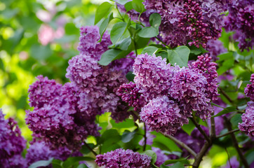 Spring lilac flowers