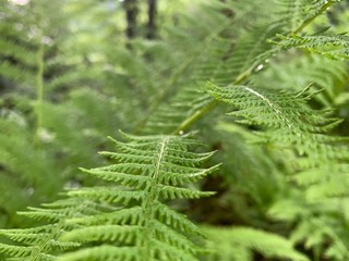 fern in the forest after rain