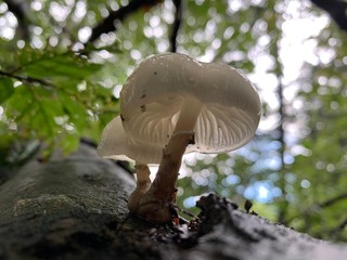 wet mushroom on the tree