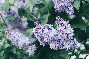 Spring lilac flowers
