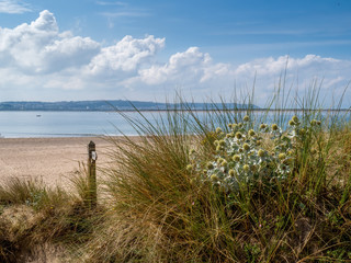 Fototapeta na wymiar Sea holly and sand dunes near Crow Point, North Devon, UK.