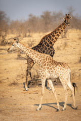 Vertical full body of two giraffe walking in dry winter bush in Kruger Park South Africa