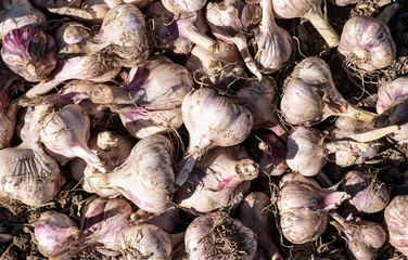 Young garlic lying on garden ground. Onion picking season.