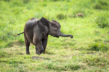 Cute baby elephant walking and eating grass in green plains of Amboseli Kenya