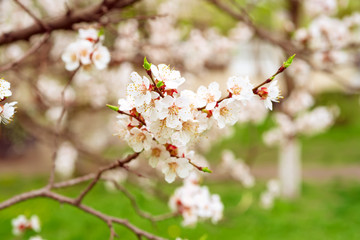 Apricot tree blossoms