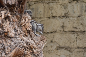 Asian gray squirrel on dates tree palm in home close up, wildlife animal chipmunk eating seed, mammal rodents fauna natural plants leaf background wallpaper