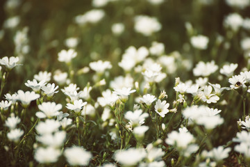 White spring flowers