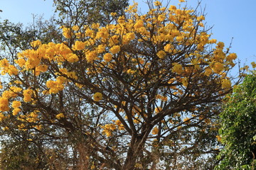 a tree with yellow flowers