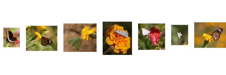 Different types of butterflies and moths sitting on marigold flowers