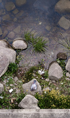 the dead body of a pigeon lies on the shoreline, sourounded by garbage. Environment, air and water pollution symbolic concept. Contaminated water is a threat to local animals, plants and peoples