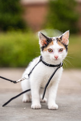 Naklejka na ściany i meble Cat on a leash bravely walks in the park. Adorable and cute young female kitty explore green surroundings. Very curious and brave little pet outdoor advanture.