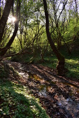 Obraz premium small river through the forest with sunbeams in spring season