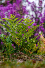 Summer Foliage and Berries in August 2020