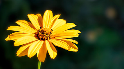 Yellow flower. Flowers in the garden.Heliopsis. Sunflower family. Wild yellow chamomile flower. It is called a false sunflower. Close-up