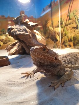 Agama Brodata