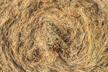 Closeup of golden hay roll circular haystack showing straw texture
