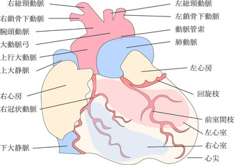 Obraz premium 心臓構造