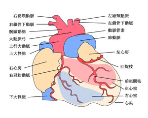 Obraz premium 心臓構造